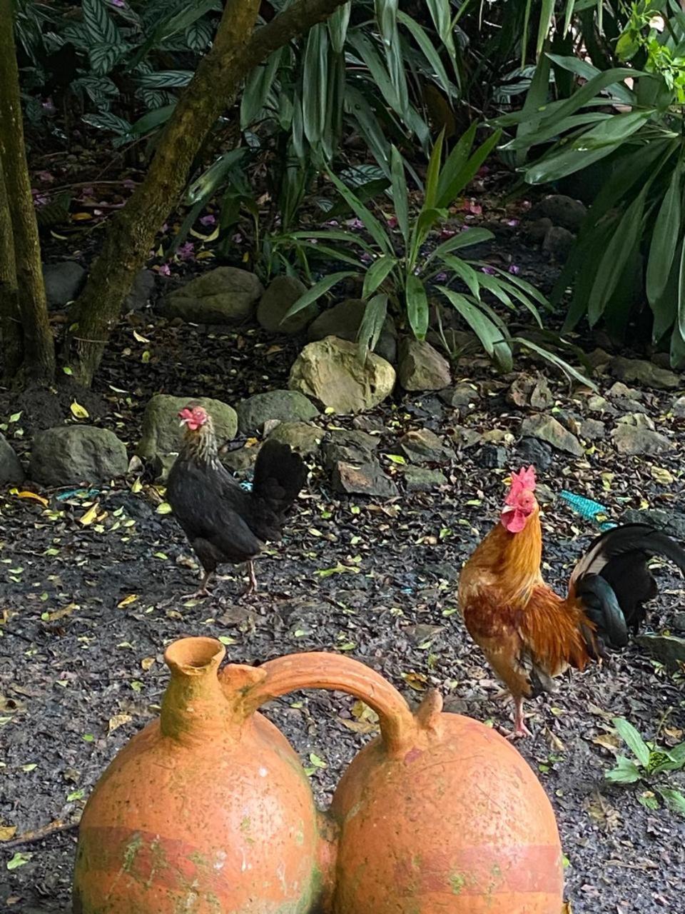 Hosteria Campestre San Fermin Raquira Ngoại thất bức ảnh